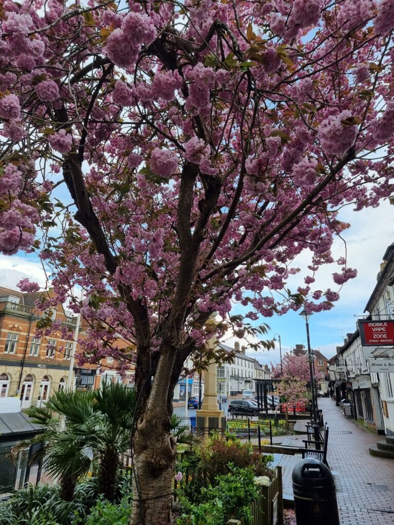 cherry blossom tree