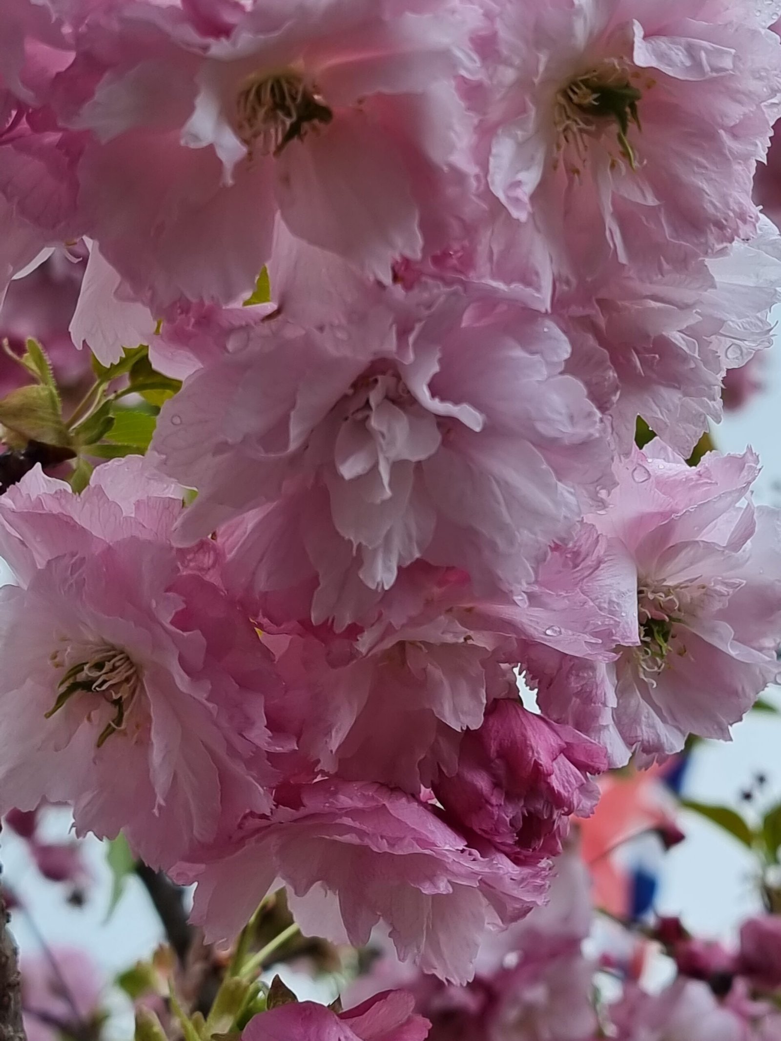 You are currently viewing “Cherry Blossom Tree Brilliance: Experience Nature’s Spectacle 1.0”